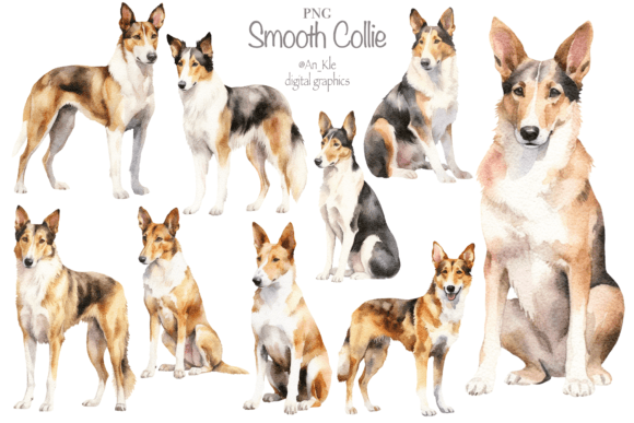 Download Smooth Collie - Premium Resources
